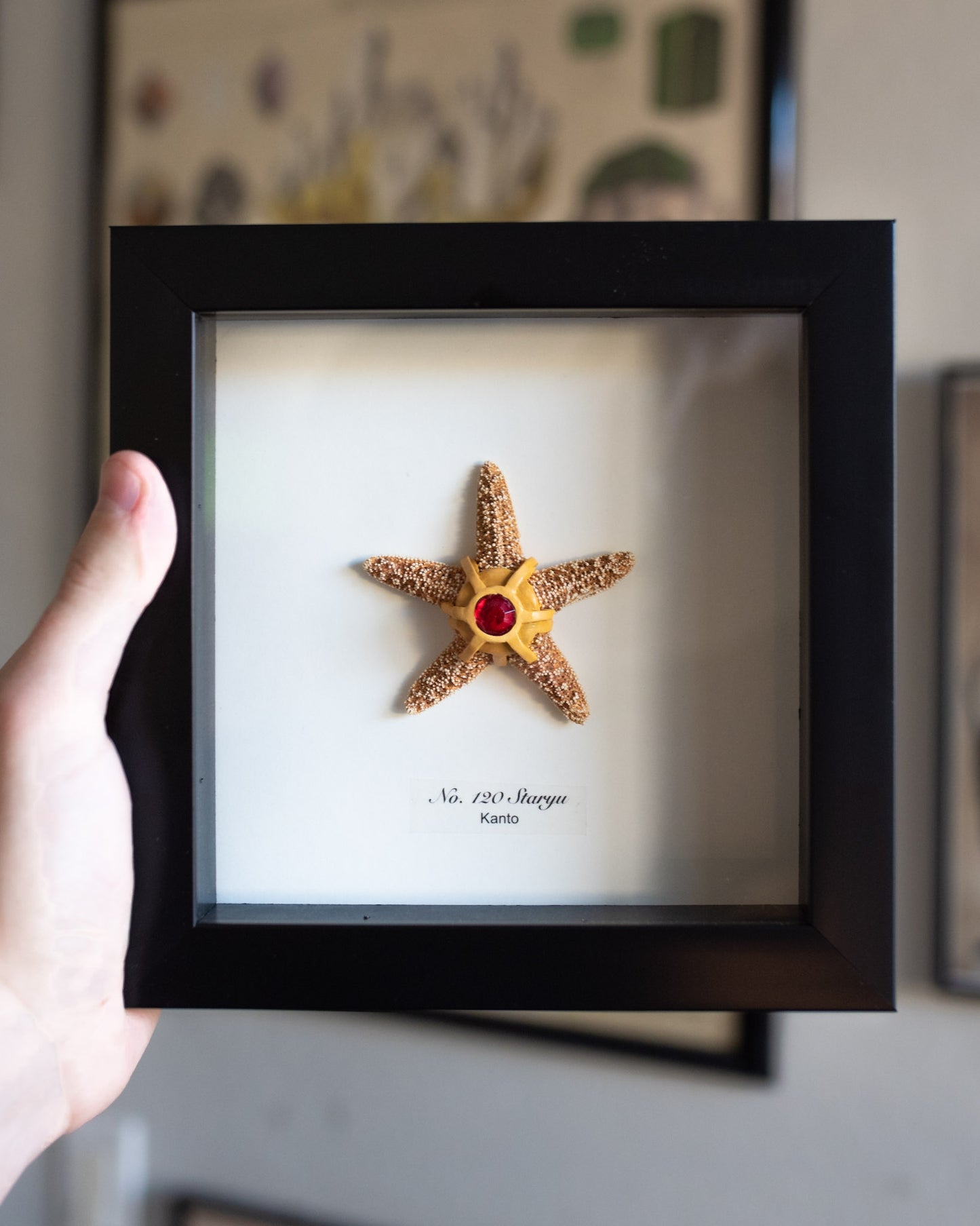 Staryu Pokémon Taxidermy - 6x6 Shadowbox