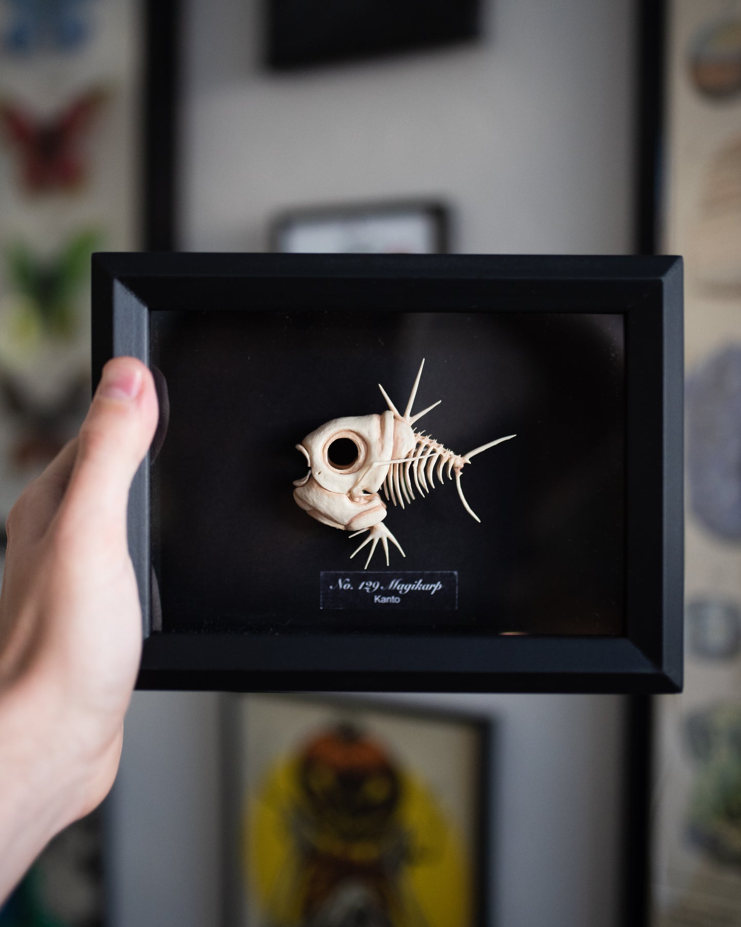Magikarp Pokemon Skeleton displayed in a black shadow box frame