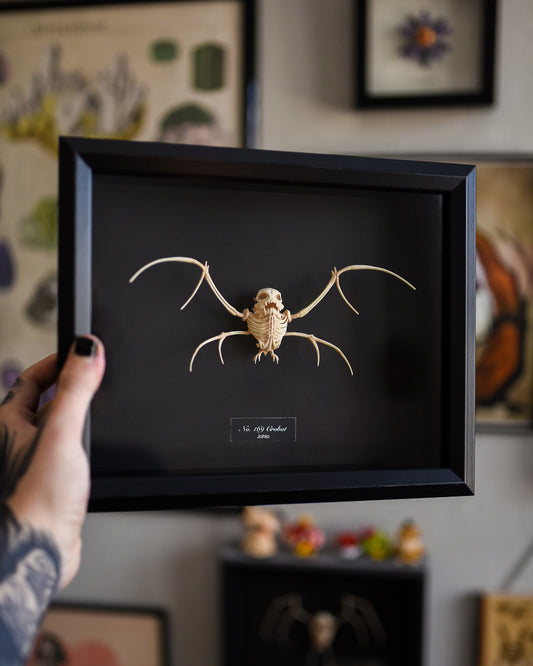 Crobat Pokemon Skeleton - 8x10 Shadowbox