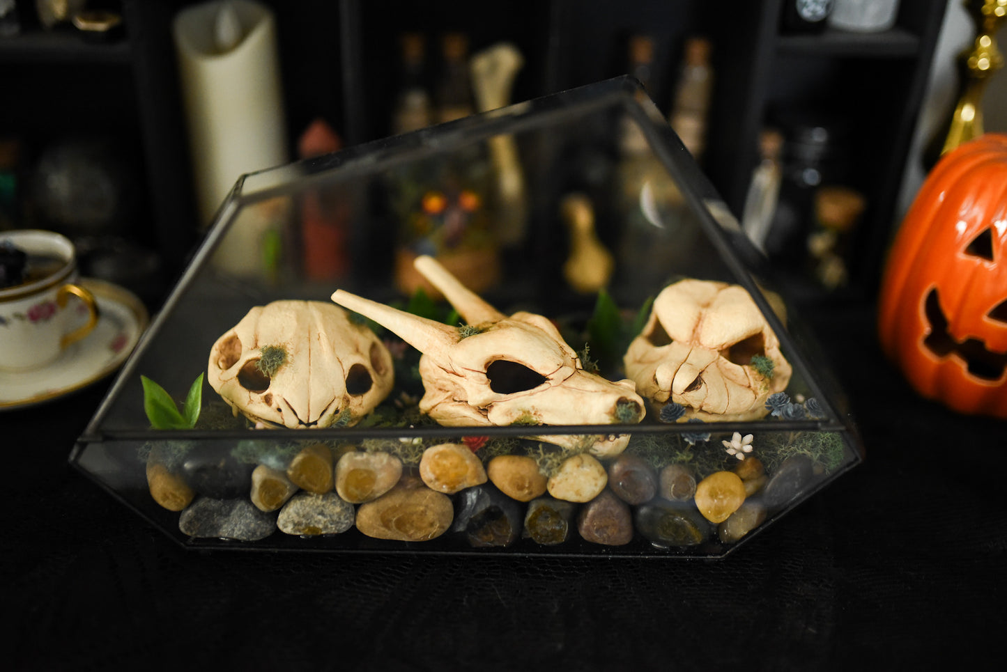 Kanto Starters Skull Terrarium