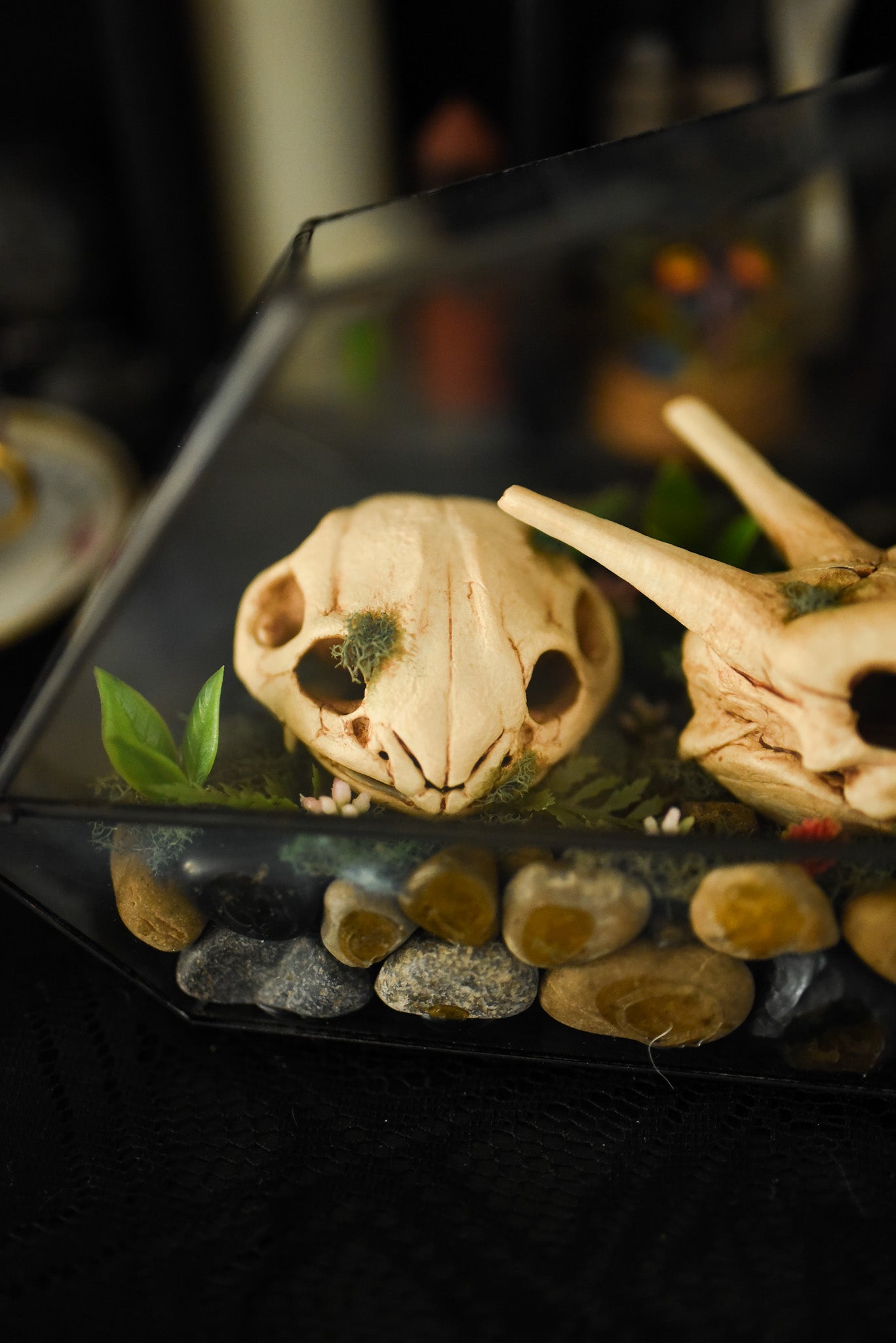 Kanto Starters Skull Terrarium