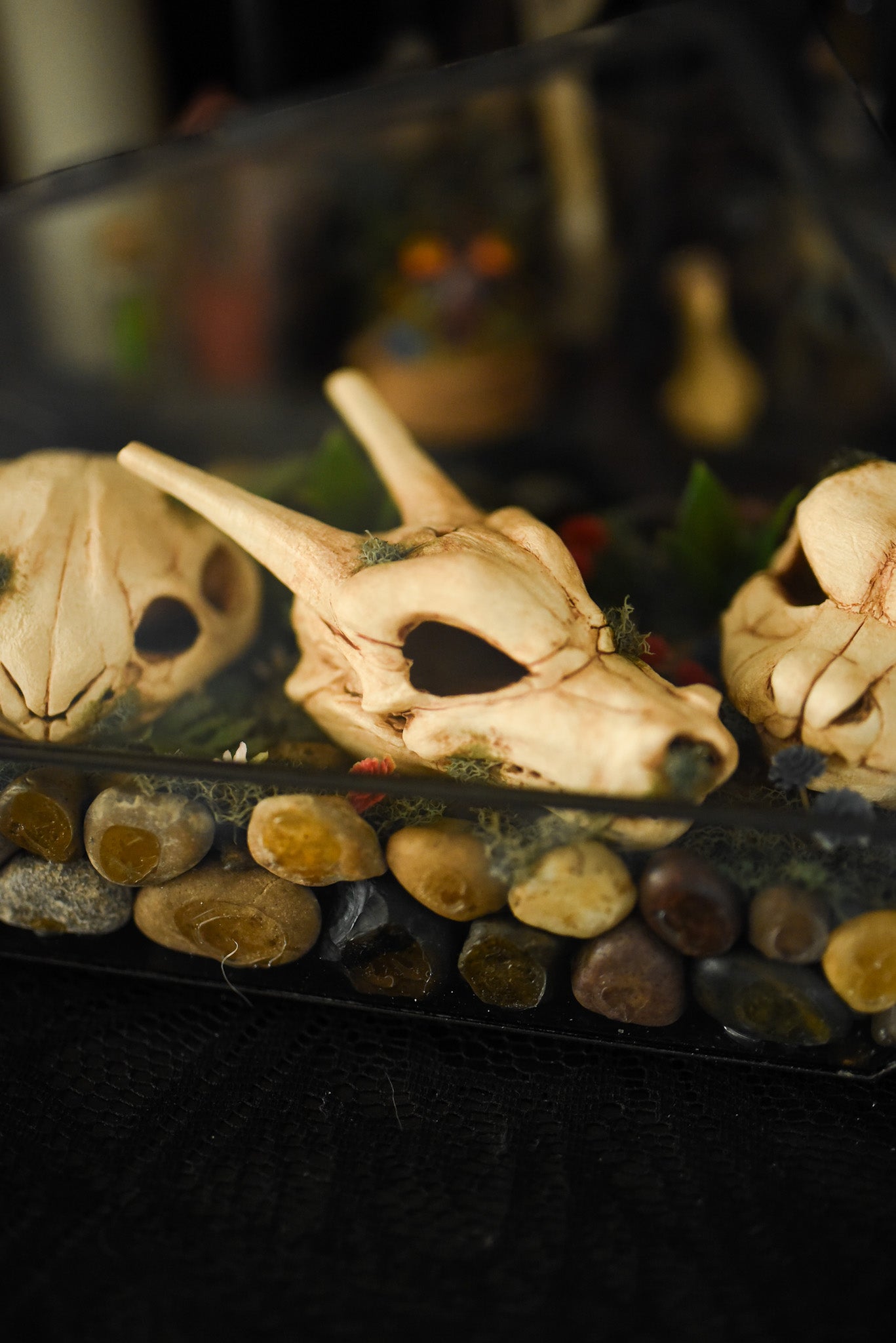 Kanto Starters Skull Terrarium