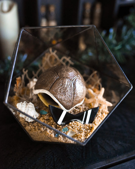 Squirtle Shell Pokemon Terrarium