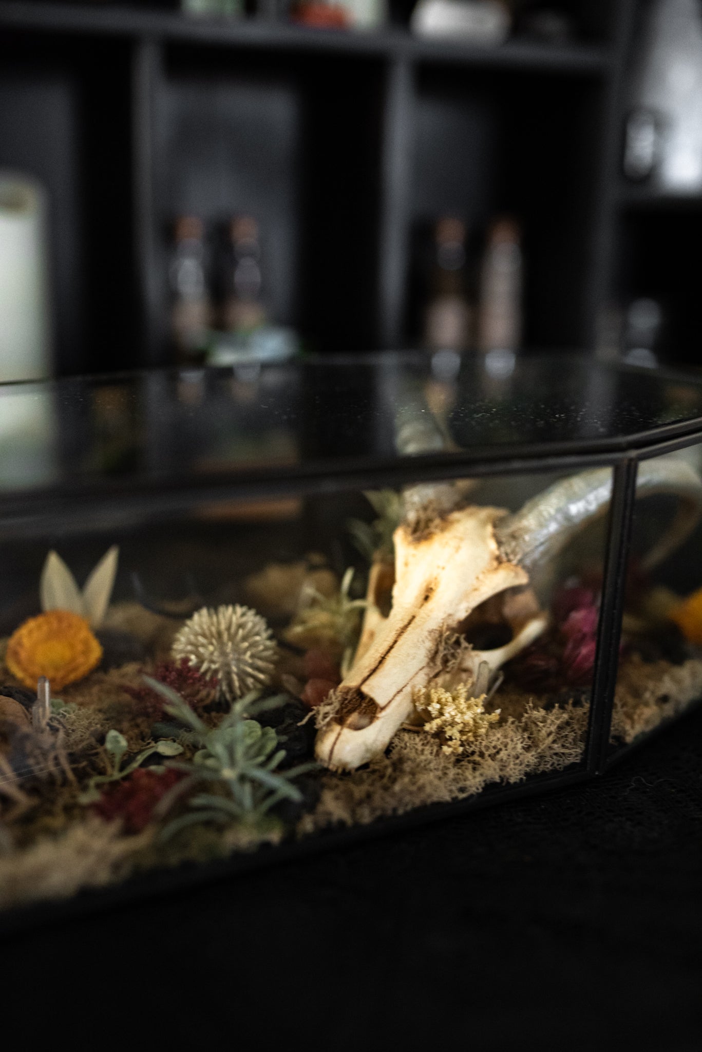 Houndoom Pokemon Skull Coffin Terrarium