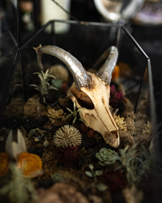 Houndoom Pokemon Skull Coffin Terrarium