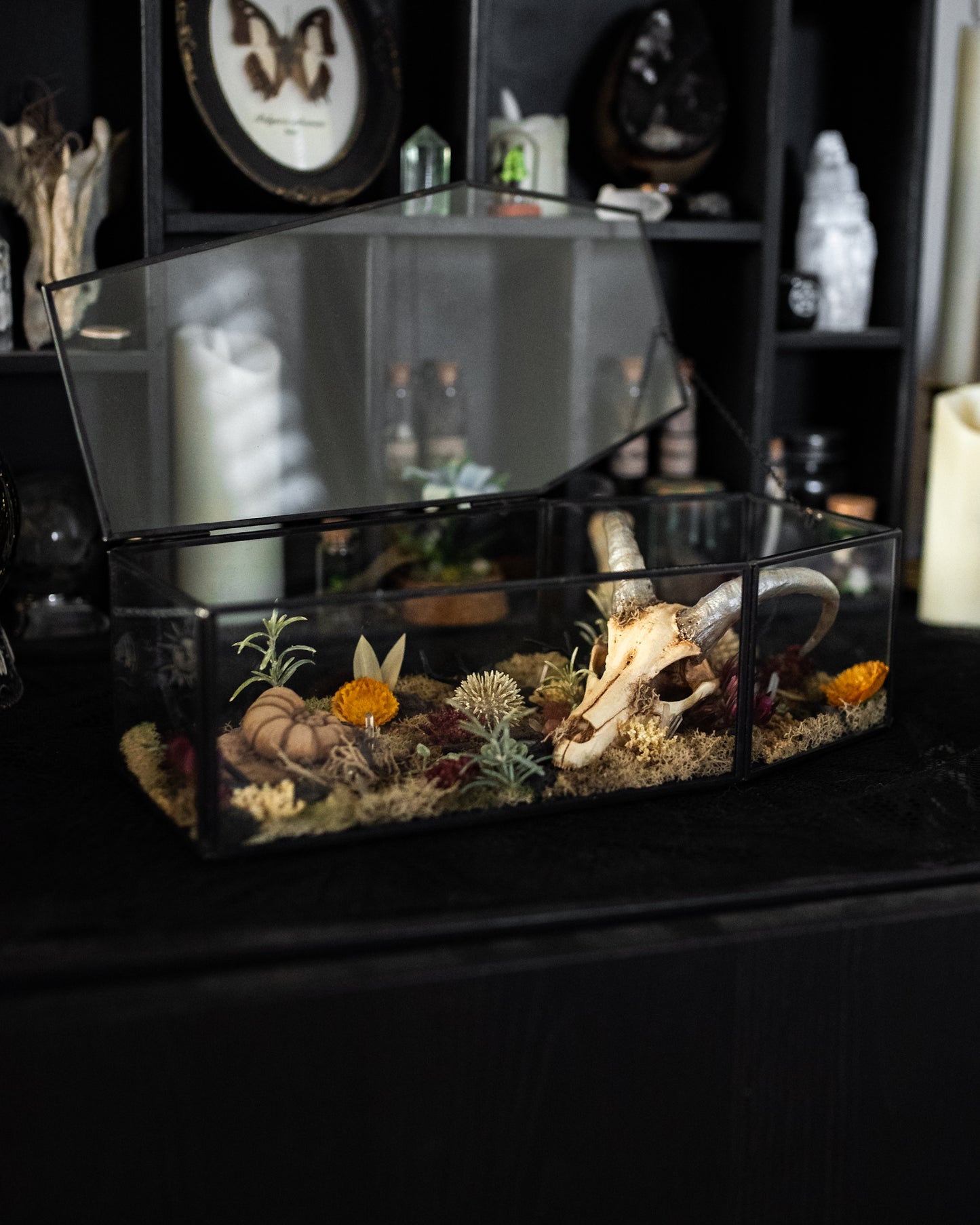 Houndoom Pokemon Skull Coffin Terrarium